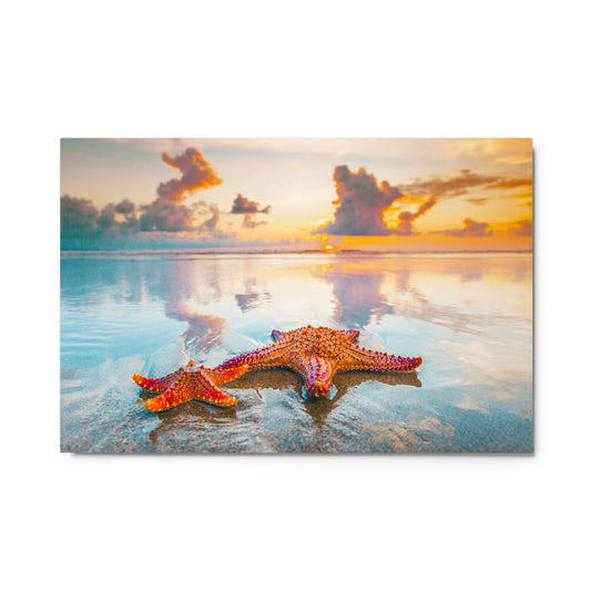 Starfish 24in x 36in Fine Metal Print